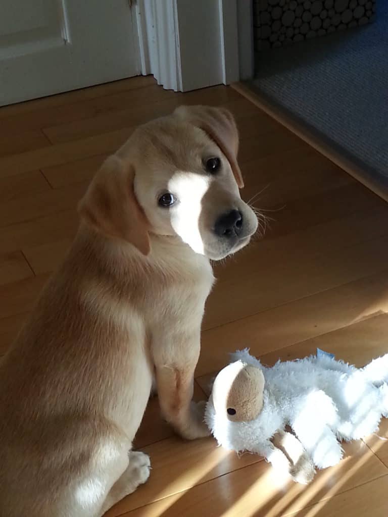 Harvey - puppy - stuffed toy in trouble?