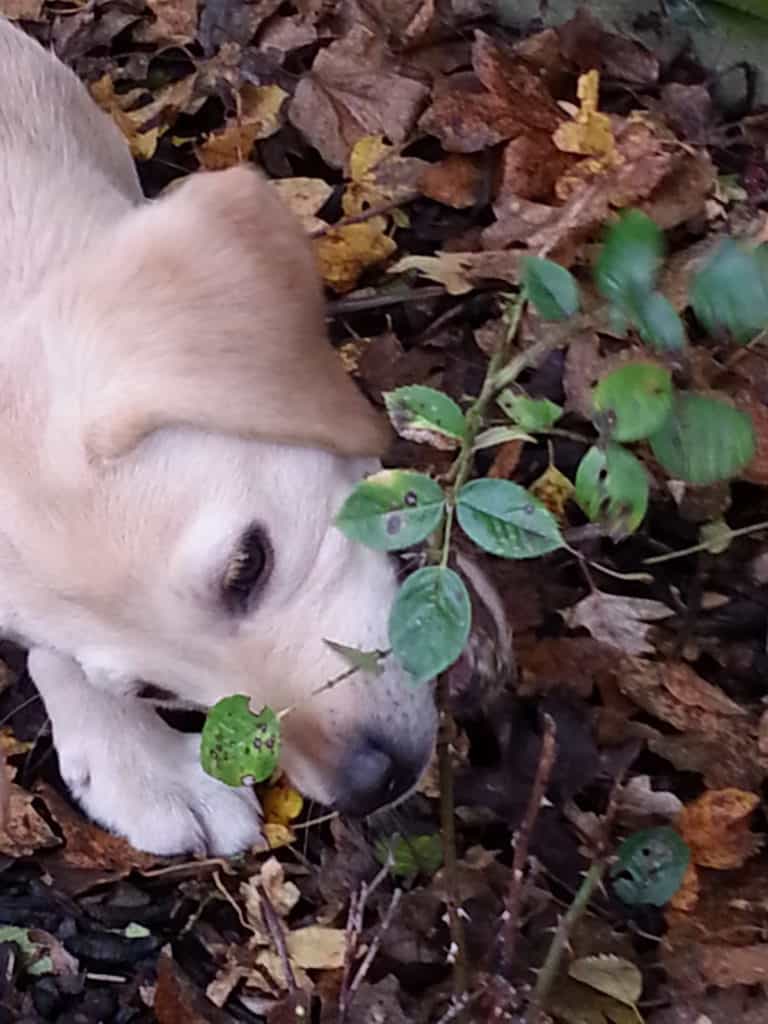 Harvey - puppy - gardening help