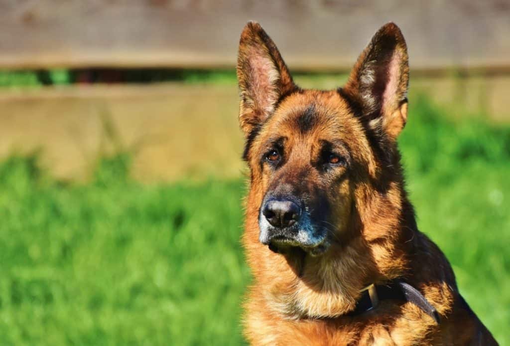 Dogs and fireworks-induced stress - dog on look out