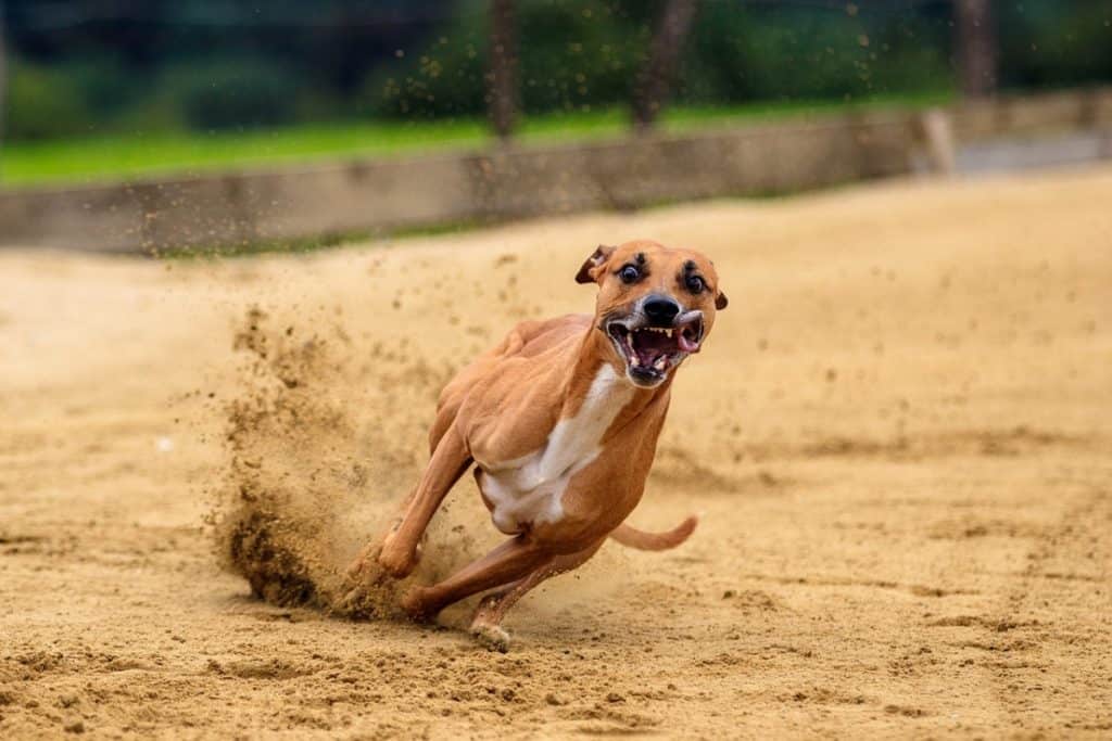 Dogs and fireworks-induced stress - flight response