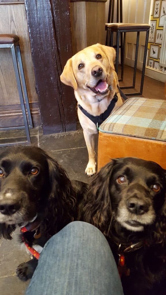 Puppy socialisation plan - Harvey the Labrador and friends in the pub