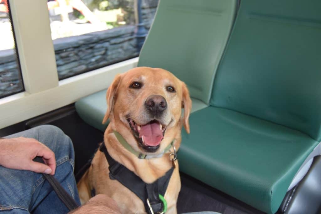 Puppy socialisation plan - Harvey the Labrador on a bus