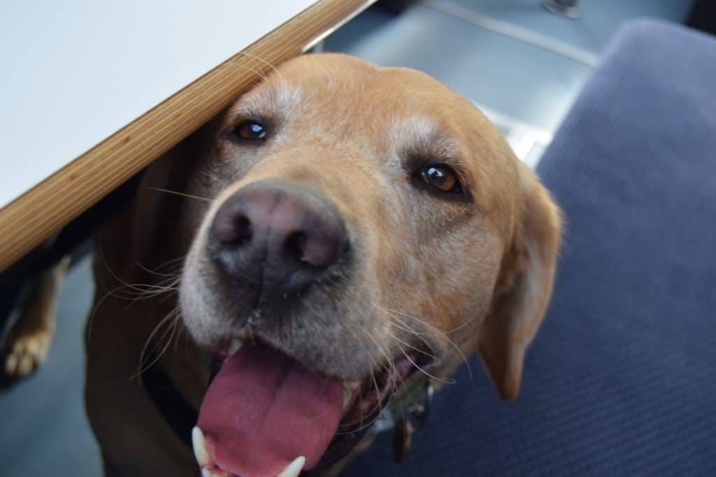 Puppy socialisation plan - Harvey the Labrador on a ferry