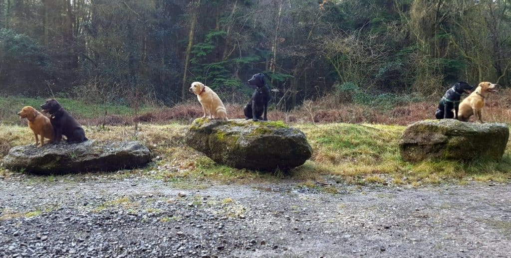 Puppy socialisation plan - group of 6 Labradors sitting on rocks together