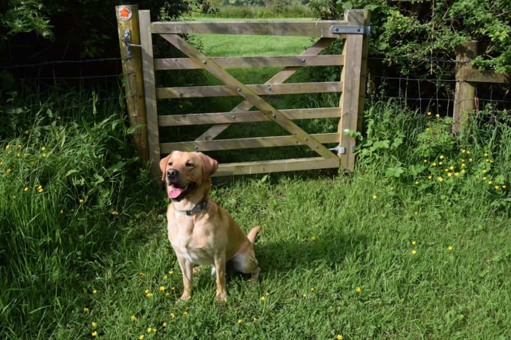 Puppy socialisation plan - Harvey the Labrador near a gate