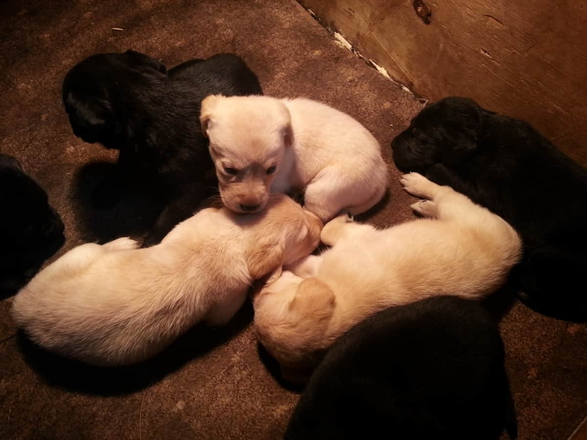 Puppy socialisation plan - Labrador littermates 4 weeks old