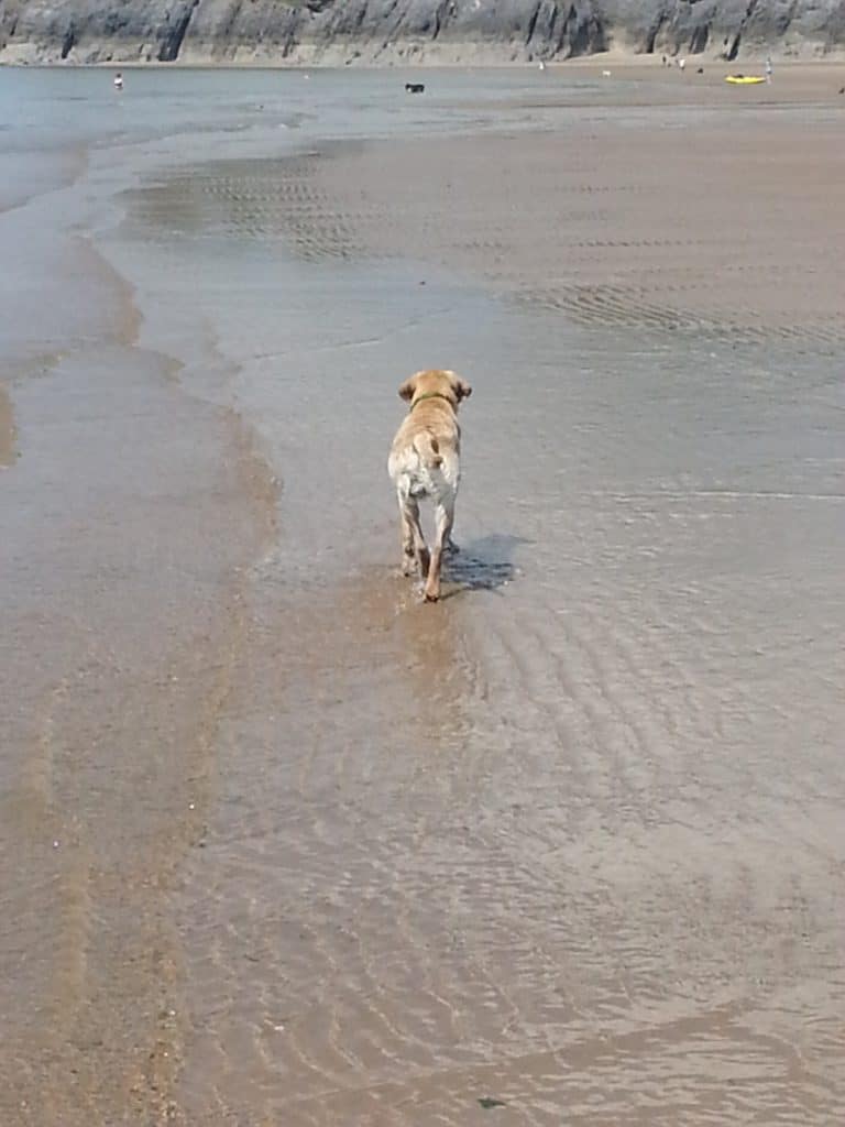 Puppy socialisation plan - Labrador walking on the beach