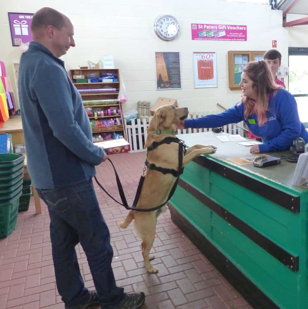 Puppy socialisation plan - Labrador at shop counter