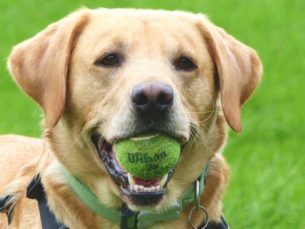 Puppy socialisation plan - Labrador with tennis ball