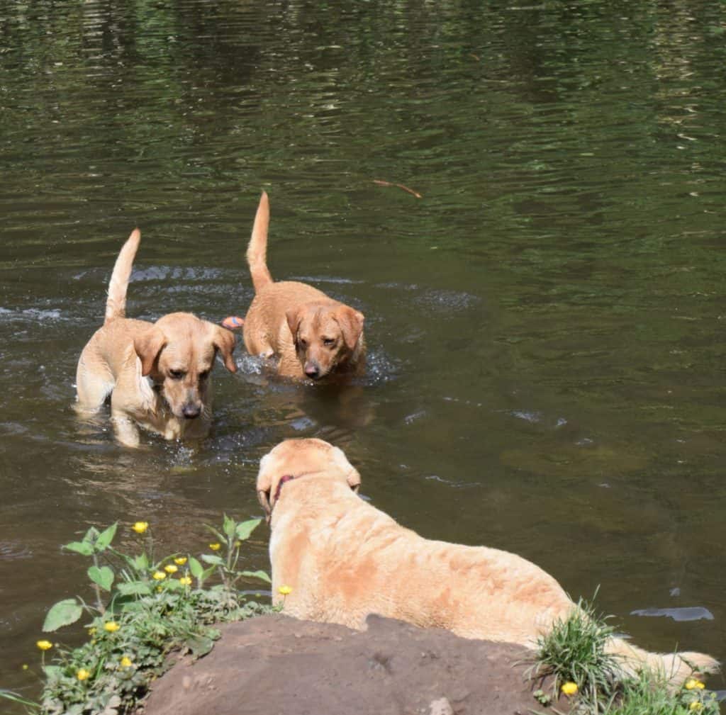 Puppy socialisation plan - 3 Labradors in the water