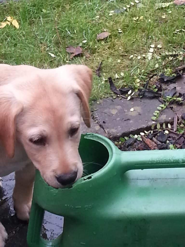 Puppy socialisation plan - puppy chewing watering can