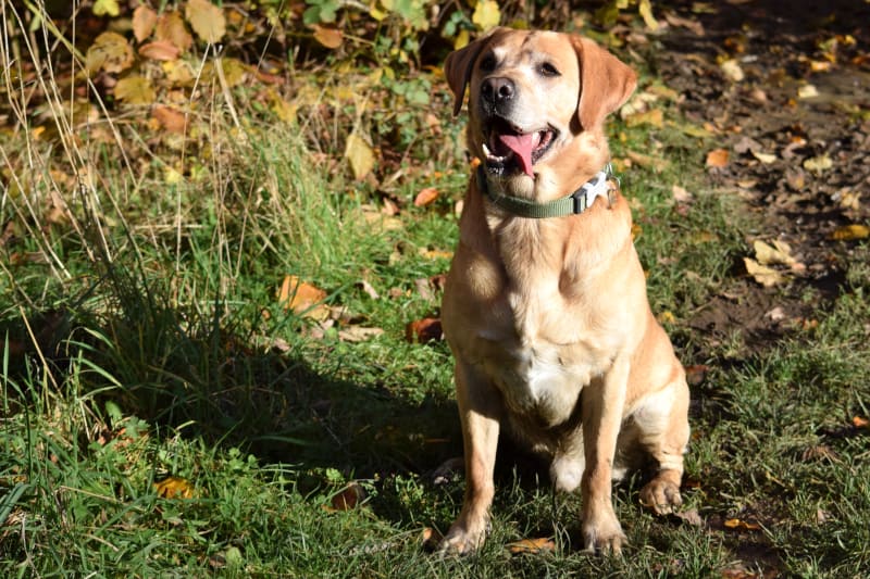 Positive dog training - Harv attentive