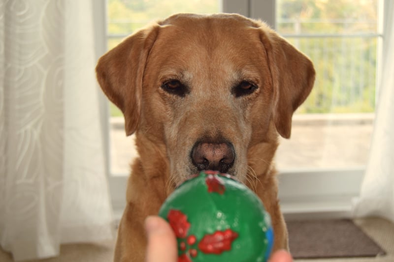 Positive dog training - Harv focus on ball