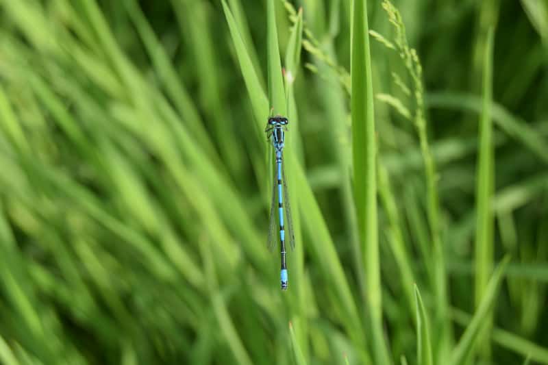 Why do dogs bark - wales - dragonfly