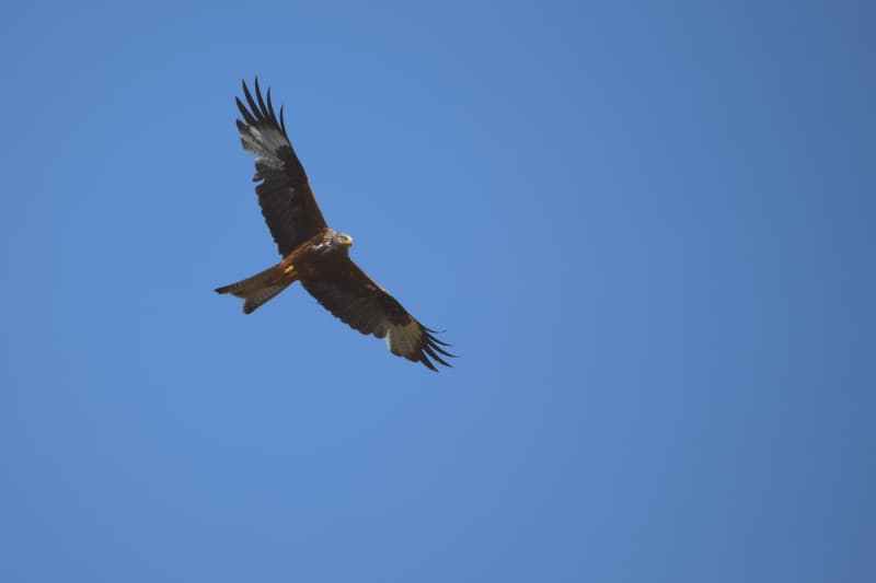 Why do dogs bark - wales - red kite