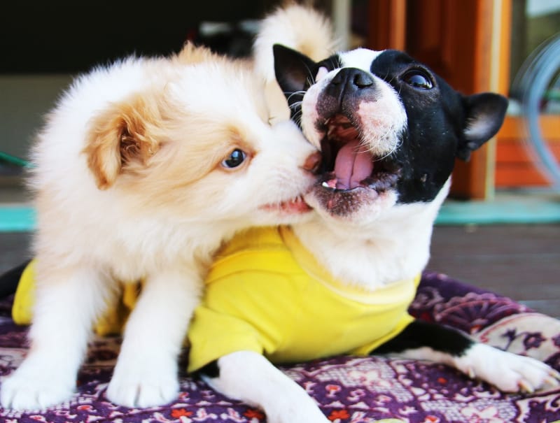 Puppy biting nightmare - puppy biting dog's mouth