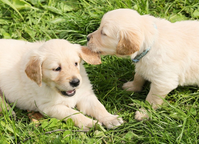 Puppy biting nightmare - puppy biting ear of another puppy