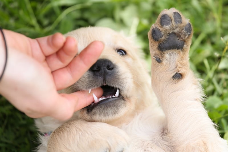 Puppy biting nightmare - puppy biting finger
