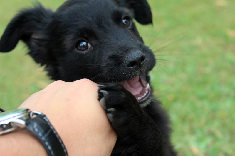 Puppy biting nightmare - puppy biting hand