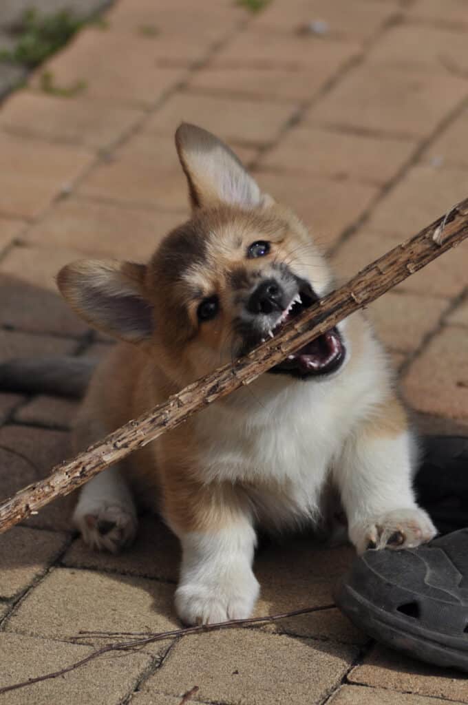 Puppy biting nightmare - puppy biting large stick