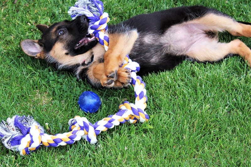 Puppy biting nightmare - puppy biting rope toy