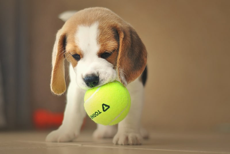 Puppy biting nightmare - puppy biting tennis ball