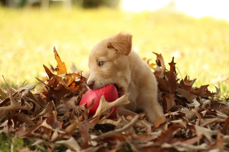 Puppy biting nightmare - puppy biting toy