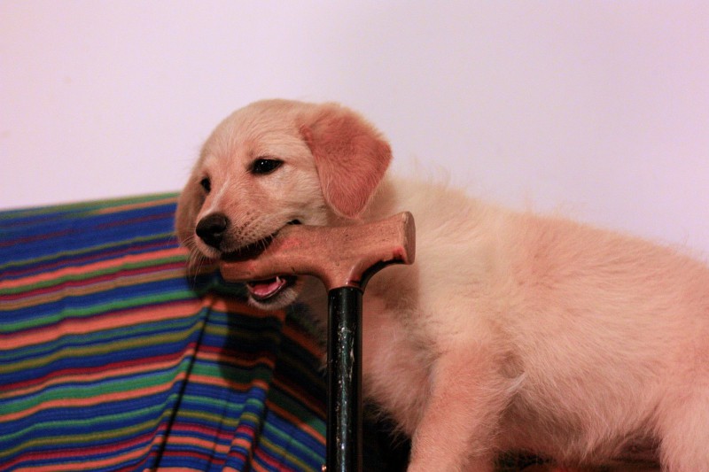 Puppy biting nightmare - puppy biting walking stick