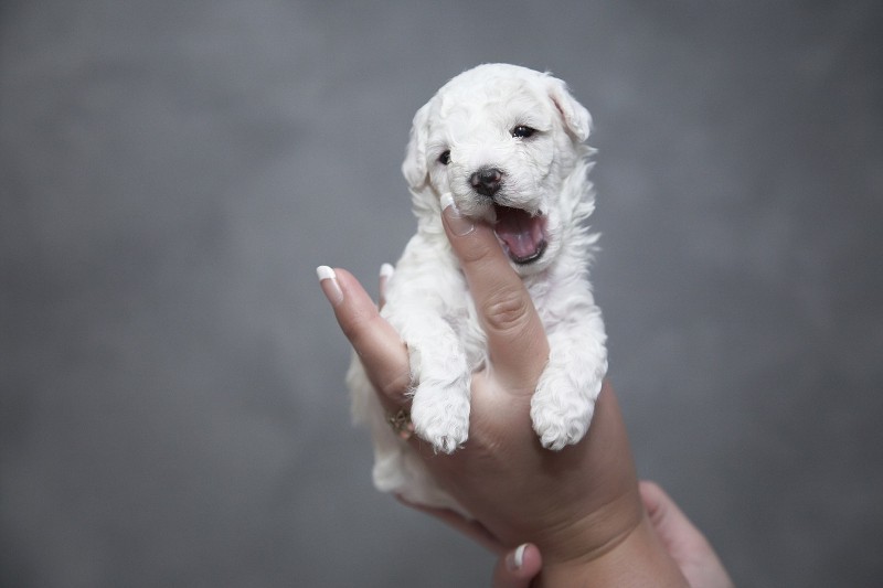 Puppy biting nightmare - puppy biting woman's finger