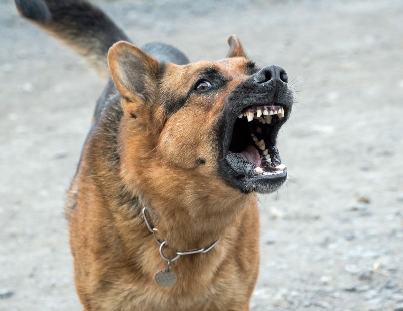 Why do dogs bark - GSD