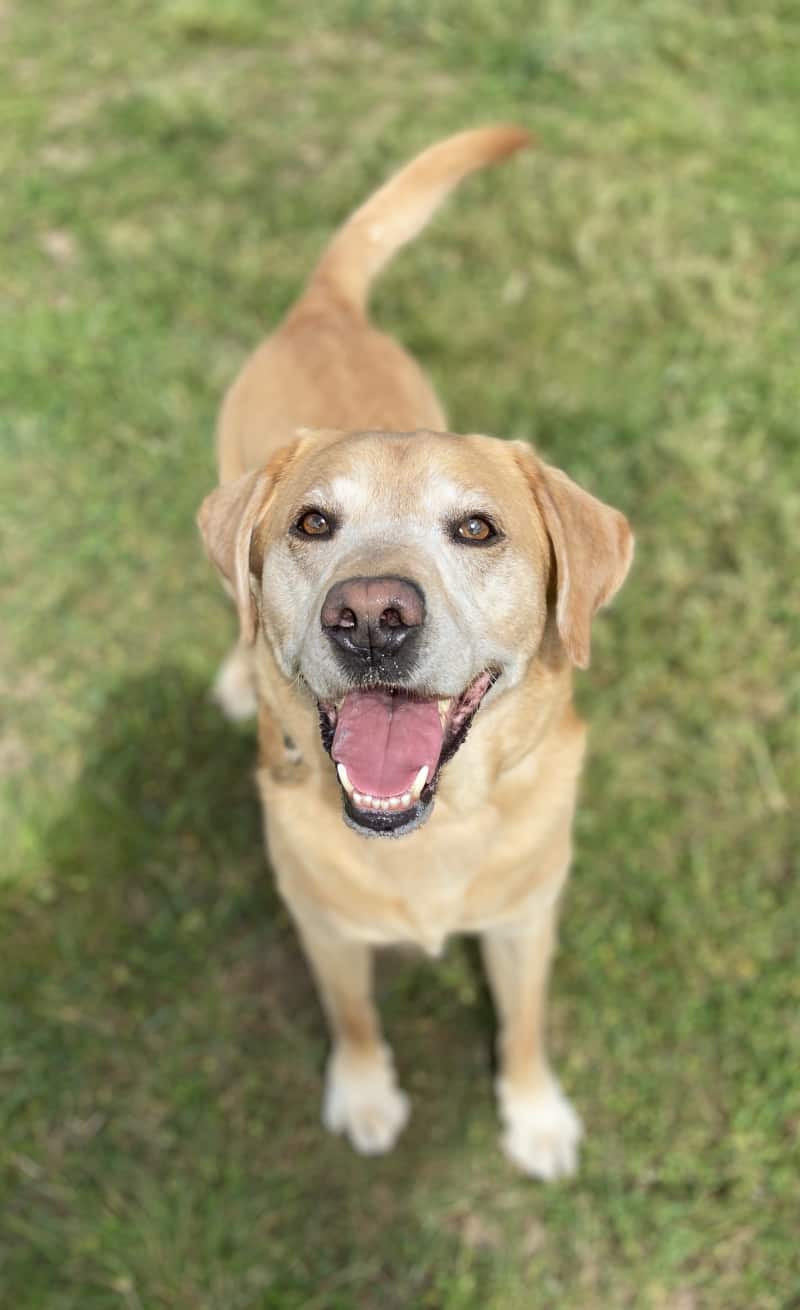 Why do dogs bark - Harvey smiling at dog walker