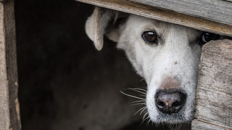 Why do dogs bark - scared dog