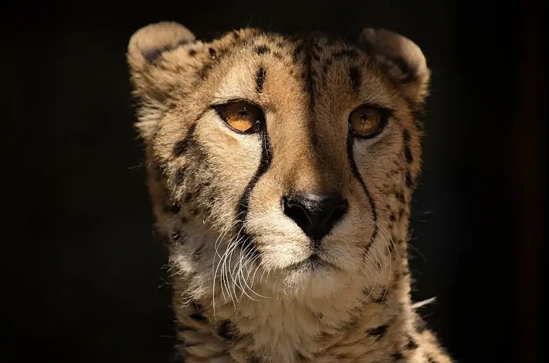 Blogging for fun not profit - cheetah