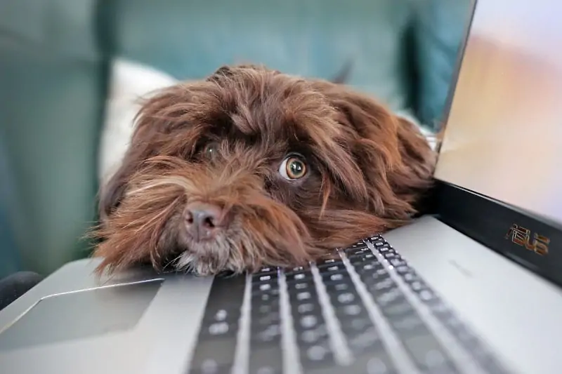 Blogging for fun not profit - dog resting head on keyboard