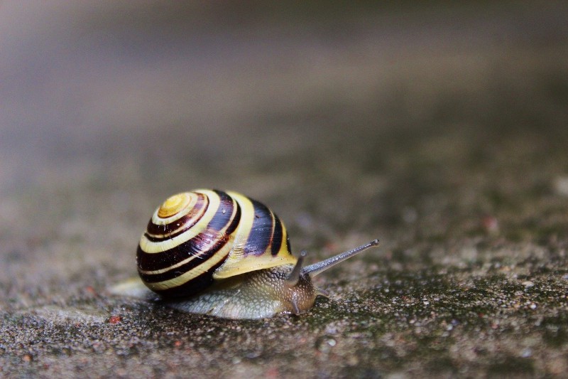 Blogging for fun not profit - snail