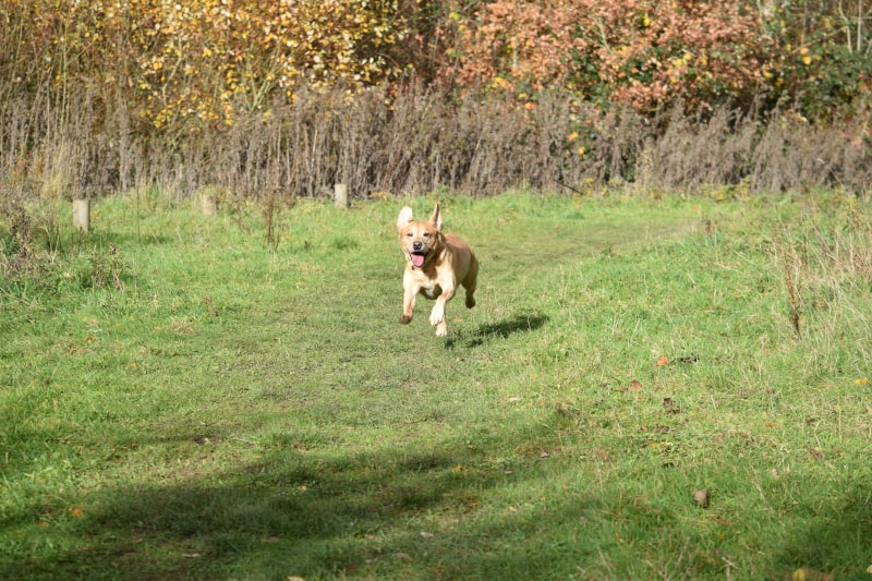 Rock-steady Recall for Dogs - Harv the Lab - keen recall - landscape