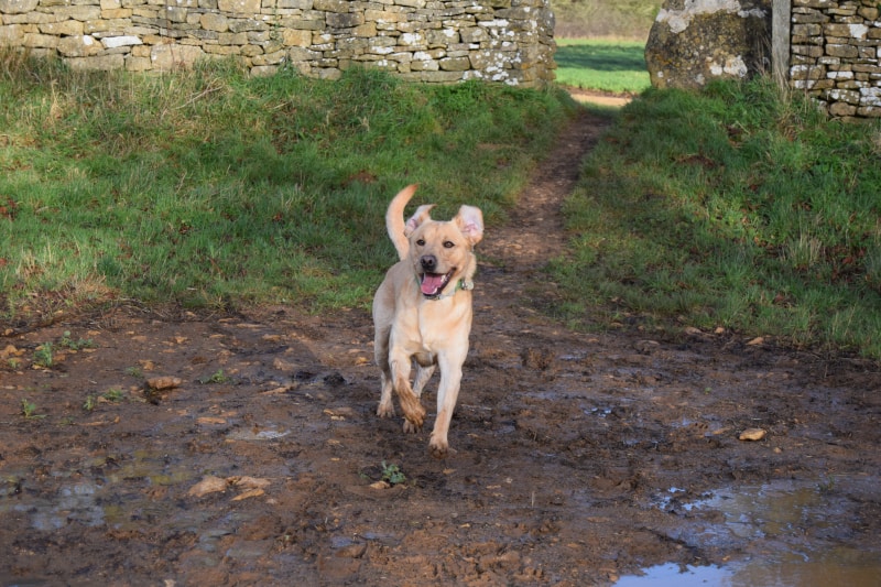 Rock-steady Recall for Dogs - Harv the Lab - keen recall - mud