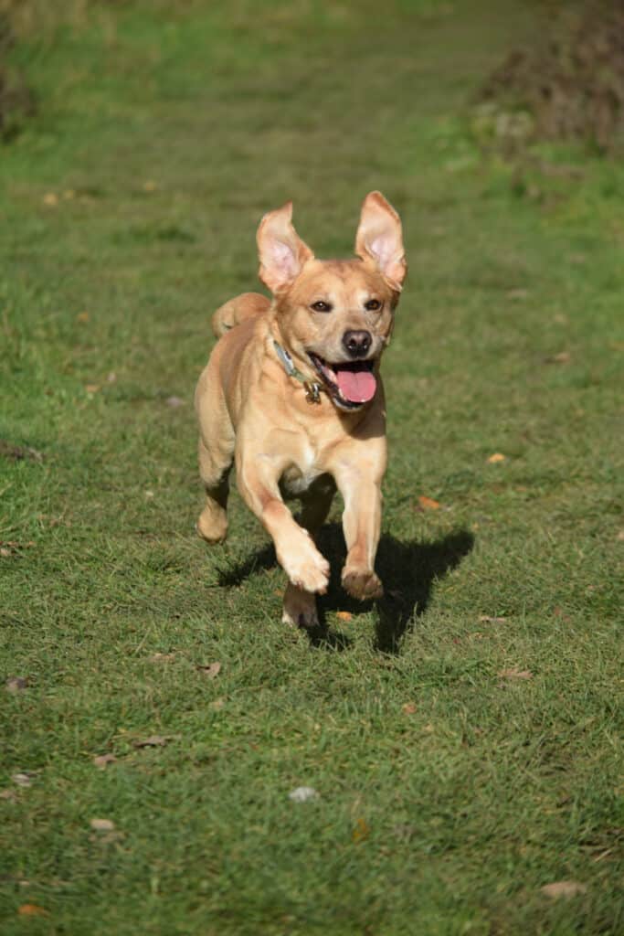 Rock-steady Recall for Dogs - Harv the Lab - keen recall - portrait