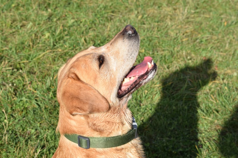 Rock-steady Recall for Dogs - Harv the Lab - nice sit after recall