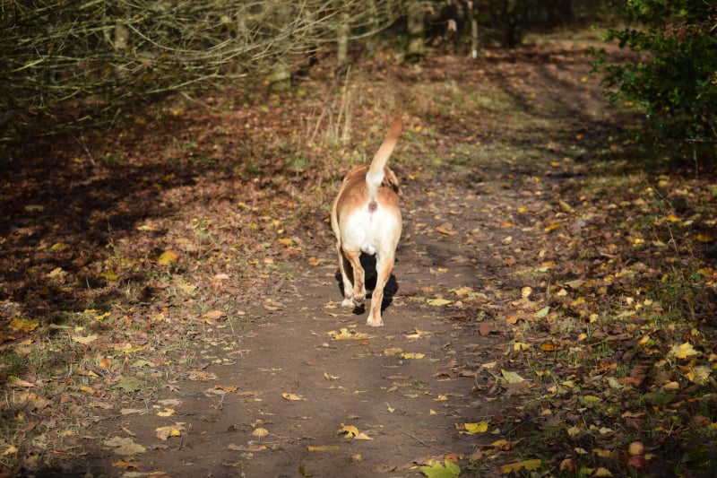 Rock-steady Recall for Dogs - not the required response