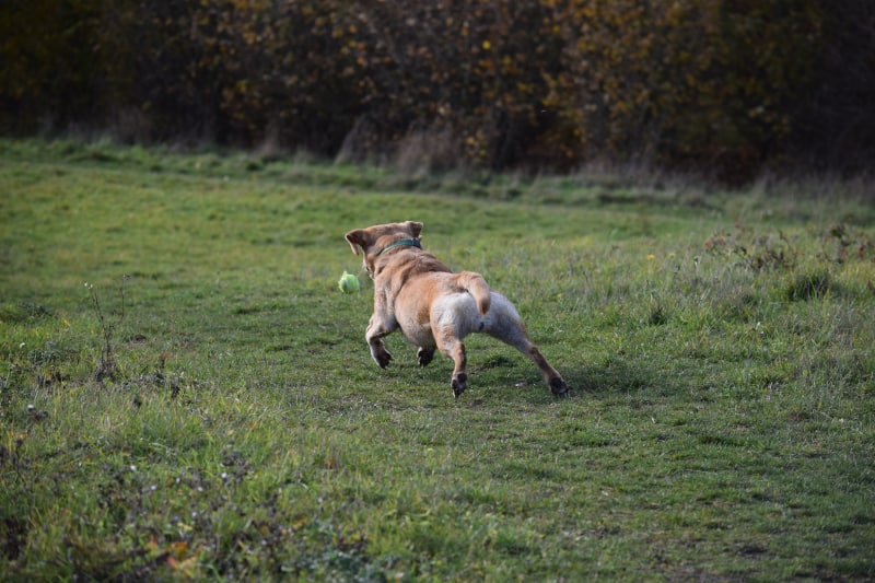 Rock-steady Recall for Dogs - training rewards - tennis ball