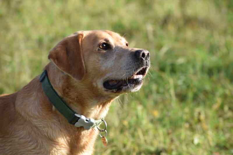 blogger recognition award - incredulous Harvey the Labrador