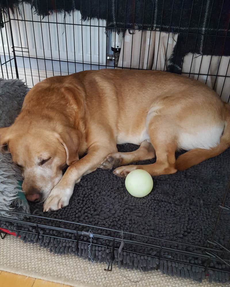The Great Crate Debate - sleeping with ball