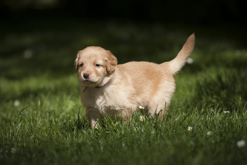 Collecting a new puppy - puppy in grass - featured-img