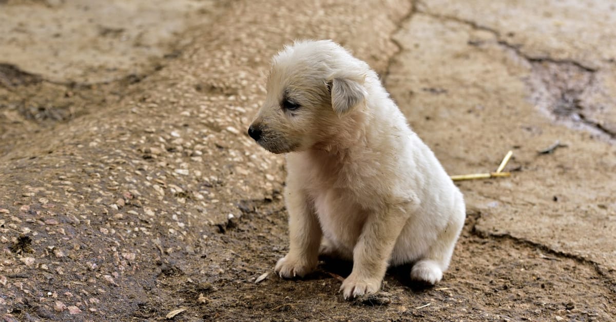 House training a puppy Practical tips Richie's Room