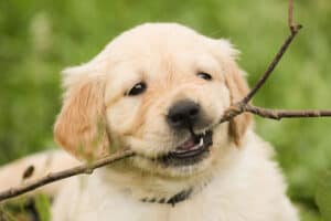 Puppy biting nightmare - puppy biting twig - featured-img