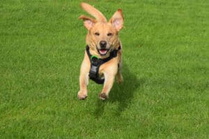 Rock-steady Recall for Dogs - Harv in flight - featured-img