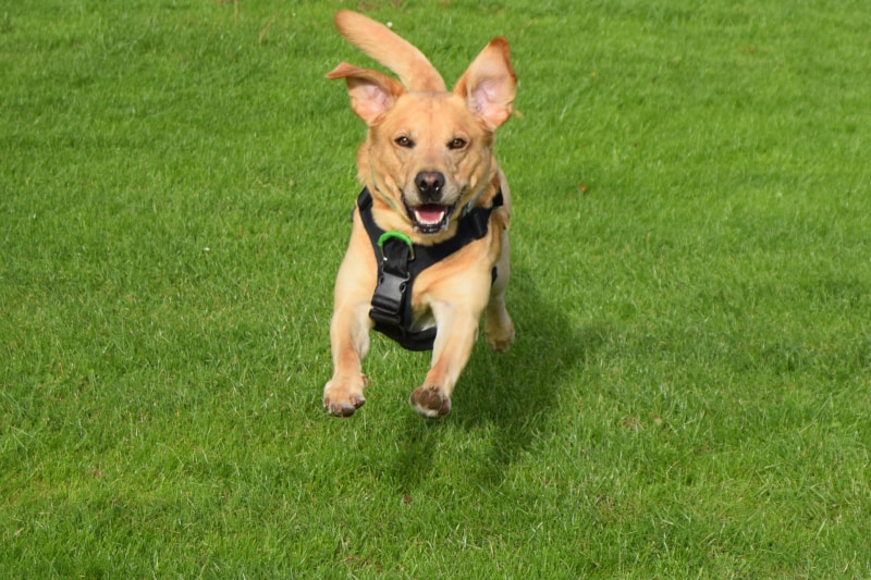 Rock-steady Recall for Dogs - Harv in flight - featured-img