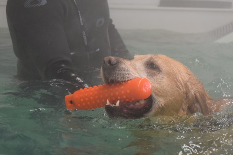 dog trainer interview lisa jackson - hydrotherapy harvey