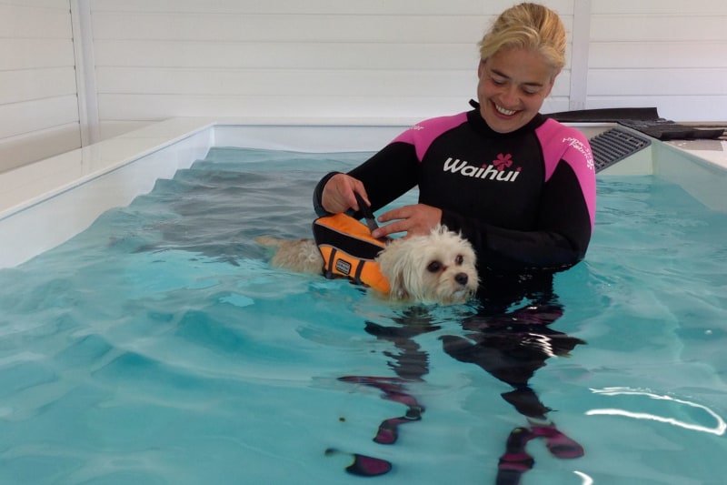 dog trainer interview lisa jackson - hydrotherapy